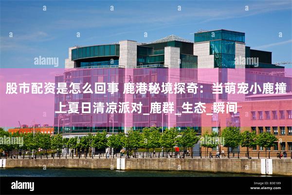 股市配资是怎么回事 鹿港秘境探奇：当萌宠小鹿撞上夏日清凉派对_鹿群_生态_瞬间