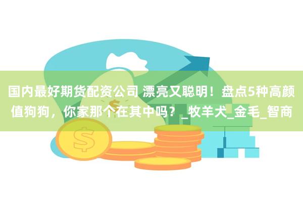 国内最好期货配资公司 漂亮又聪明！盘点5种高颜值狗狗，你家那个在其中吗？_牧羊犬_金毛_智商